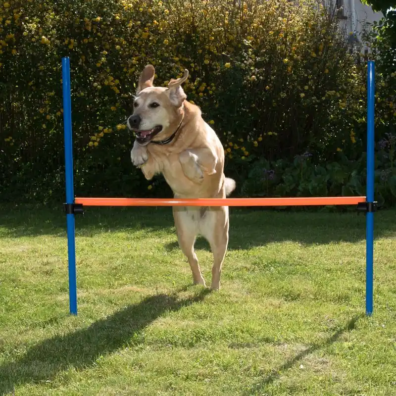 Agility Fun & Sport ugróakadály kutyáknak Biztonságos fizetés