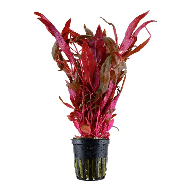 Tropica növény - Alternanthera reineckii Pink roseafolia Gyors kiszállítás