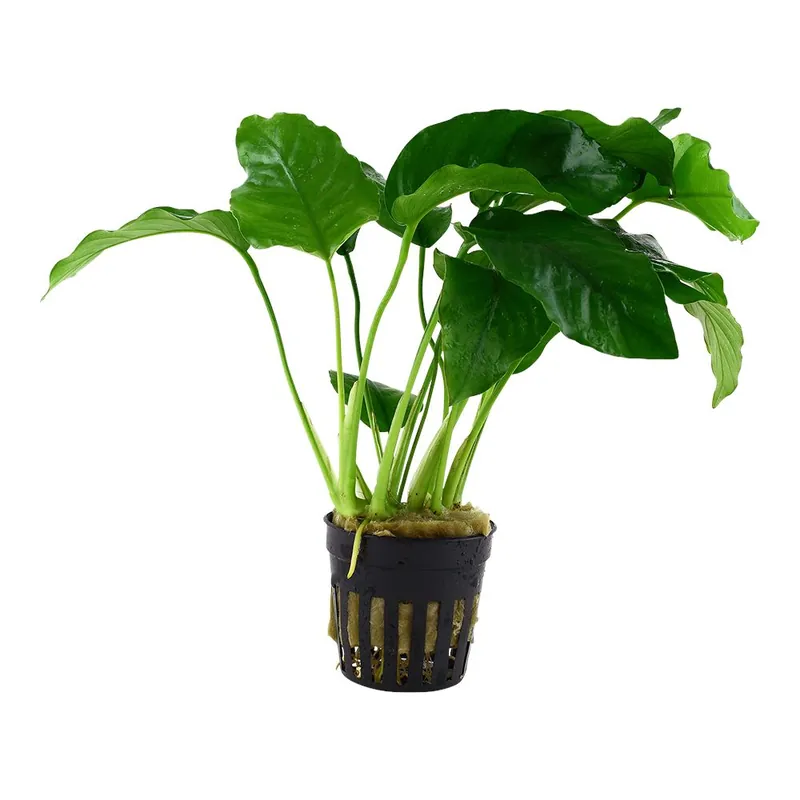 Vedd meg online Tropica növény - Anubias barteri var. barteri