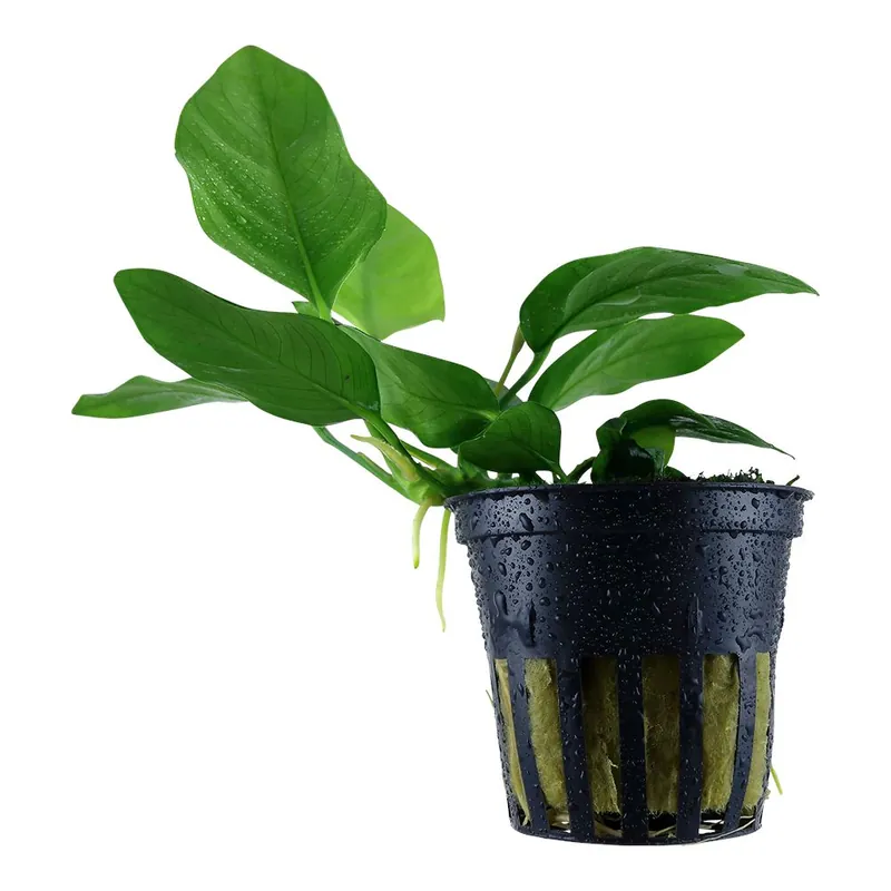 Akció Tropica növény - Anubias barteri var. nana