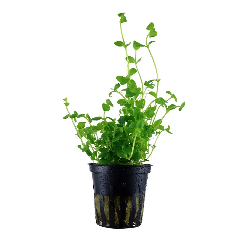 Vedd meg most Tropica növény - Bacopa australis