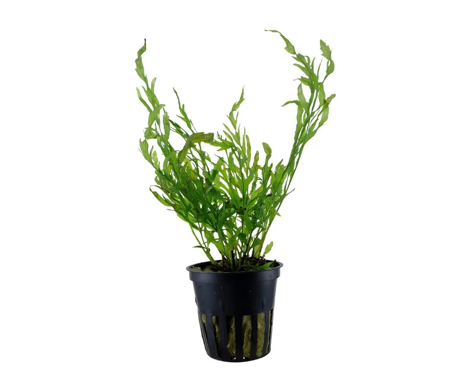 Alacsony ár Tropica növény - Bolbitis heudelotii