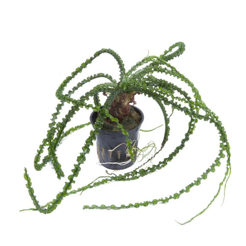 Tropica növény - Crinum calamistratum Végkiárusítás