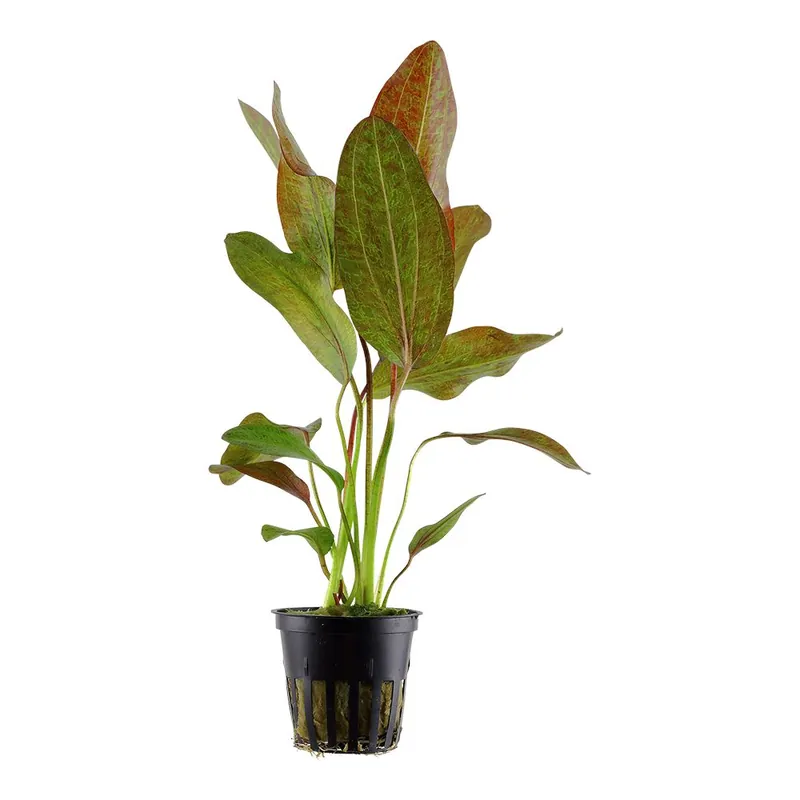 Tropica növény - Echinodorus Ozelot Bestseller