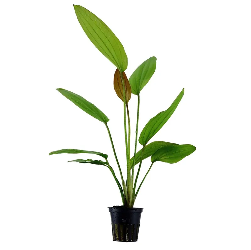 Tropica növény - Echinodorus Rosé Biztonságos fizetés