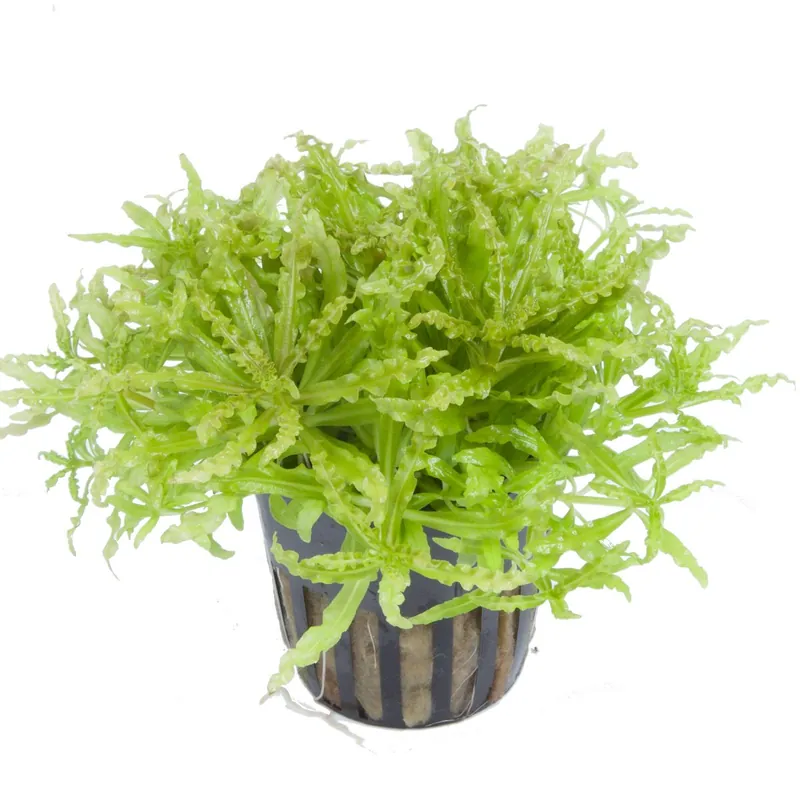 Rendeld meg most Tropica növény - Pogostemon helferi
