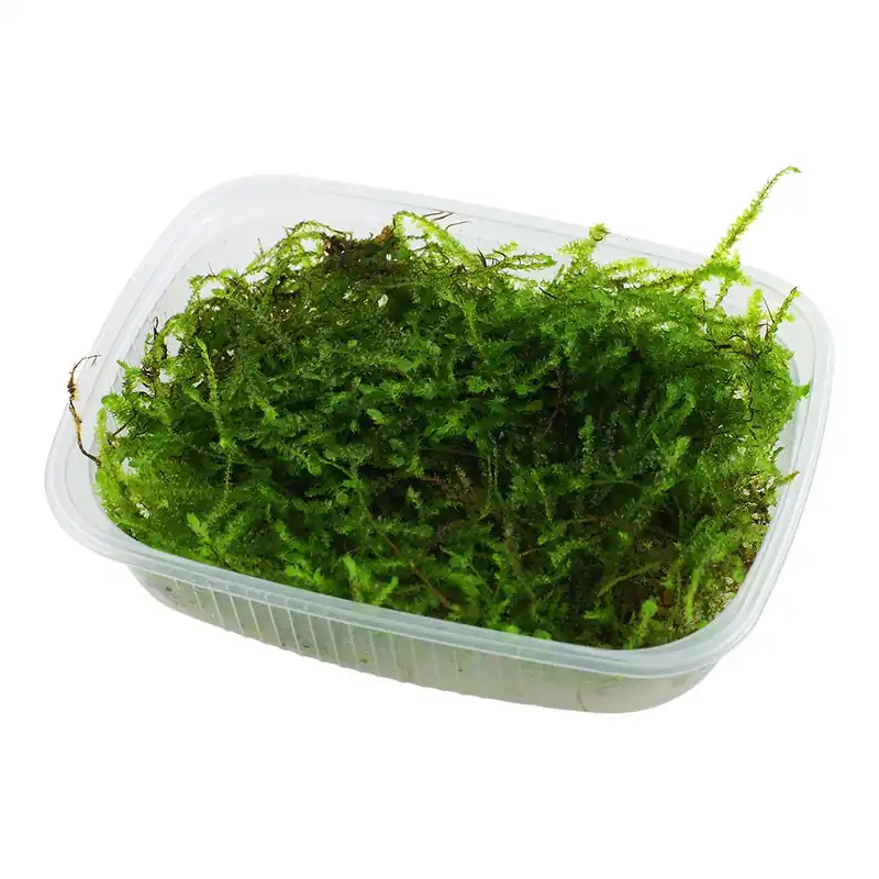 Legkelendőbb Tropica növény - Taxiphyllum barbieri Vesicularia Bogor Moss