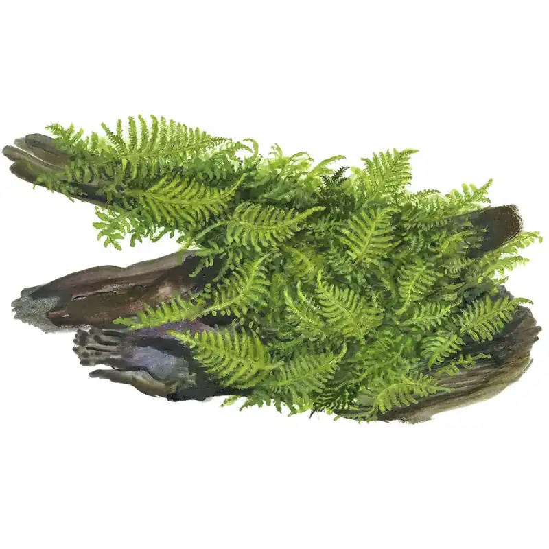 Árcsökkenés Tropica növény - Vesicularia Dubyana Christmas Moss