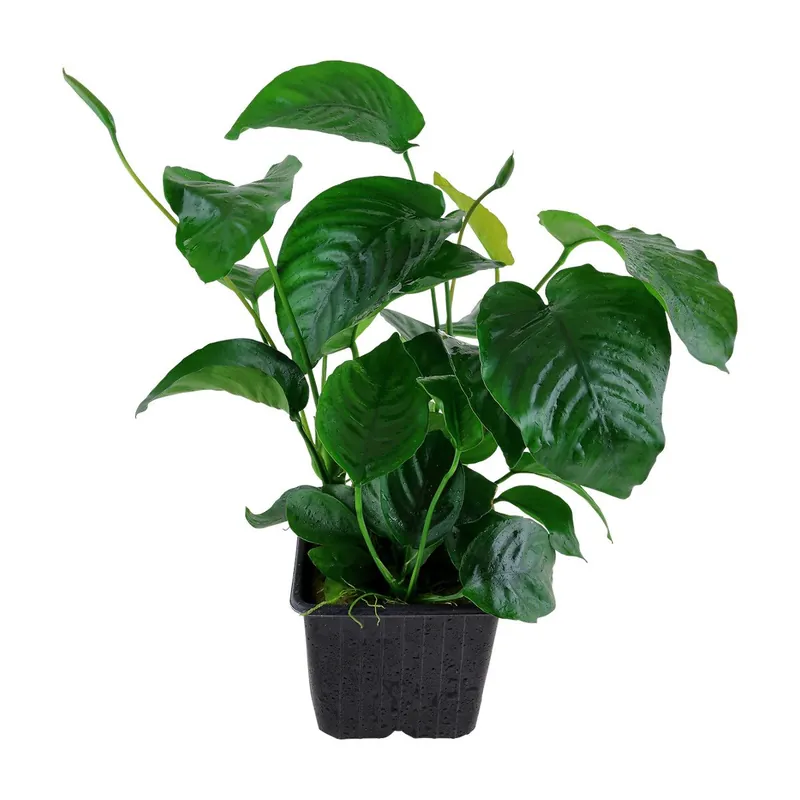 Gyors szállítás Tropica növény - Anubias barteri var. caladiifolia 1705 XL