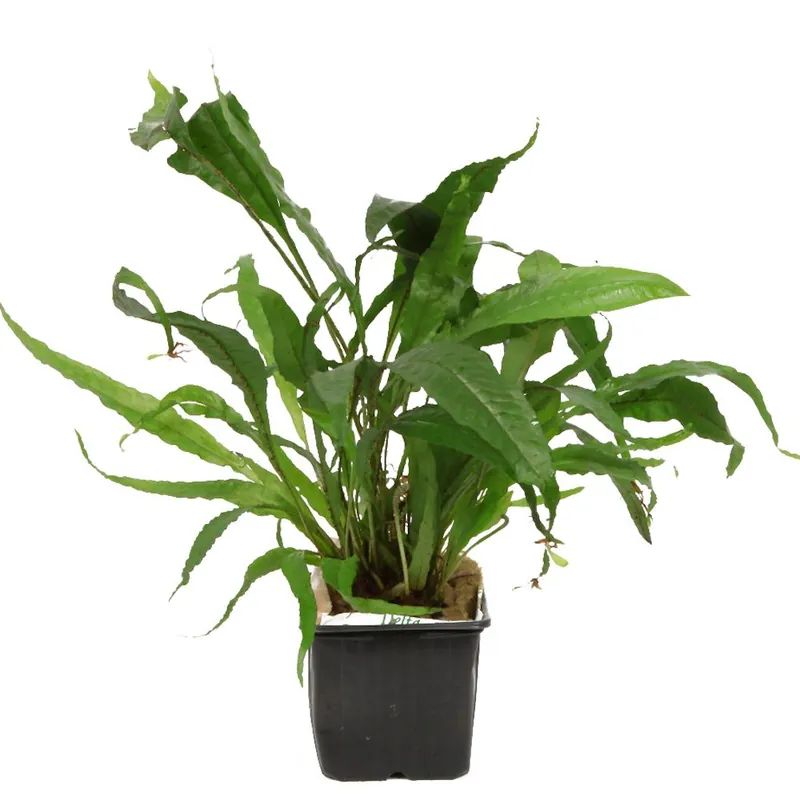 Tropica növény - Microsorum pteropus XL Azonnali szállítás
