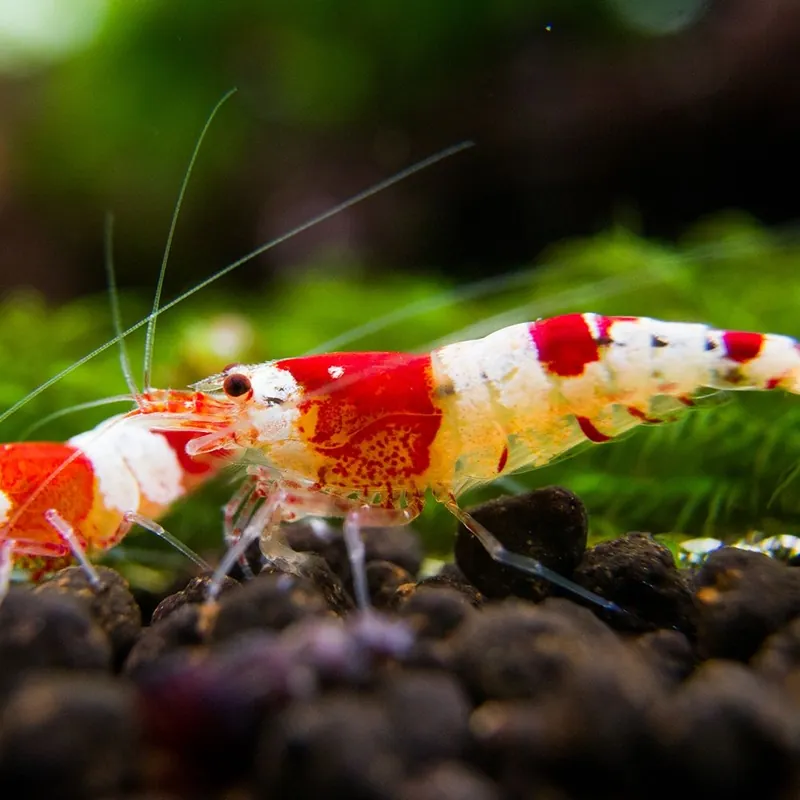 Utolsó esély Garnéla - CRS Mix garnéla - Caridina cantonensis sp.