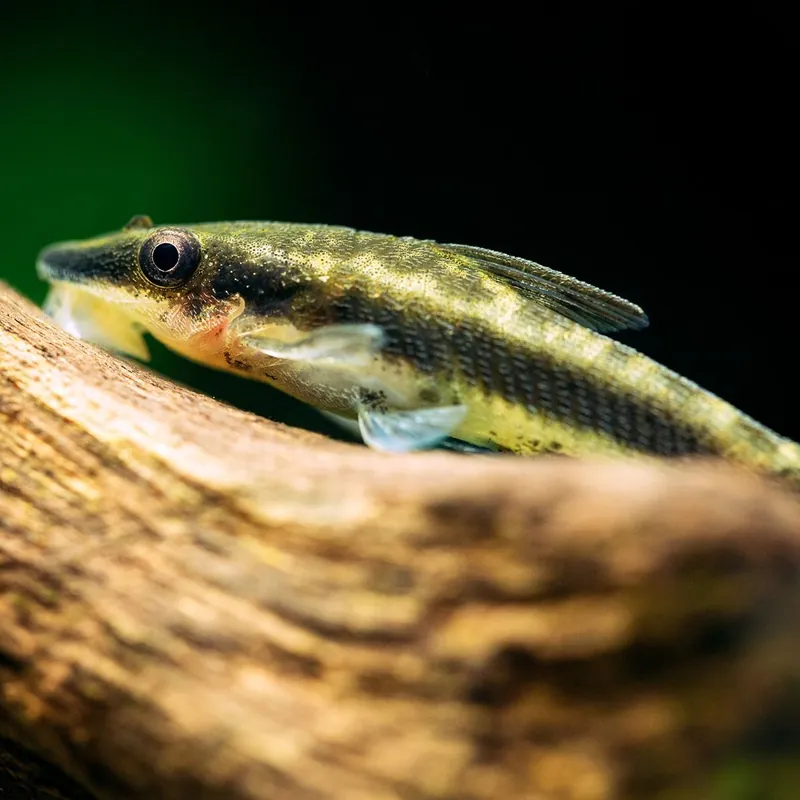 Hal - Törpe szívóharcsa - Macrotocinclus affinis - Otocinclus Népszerű