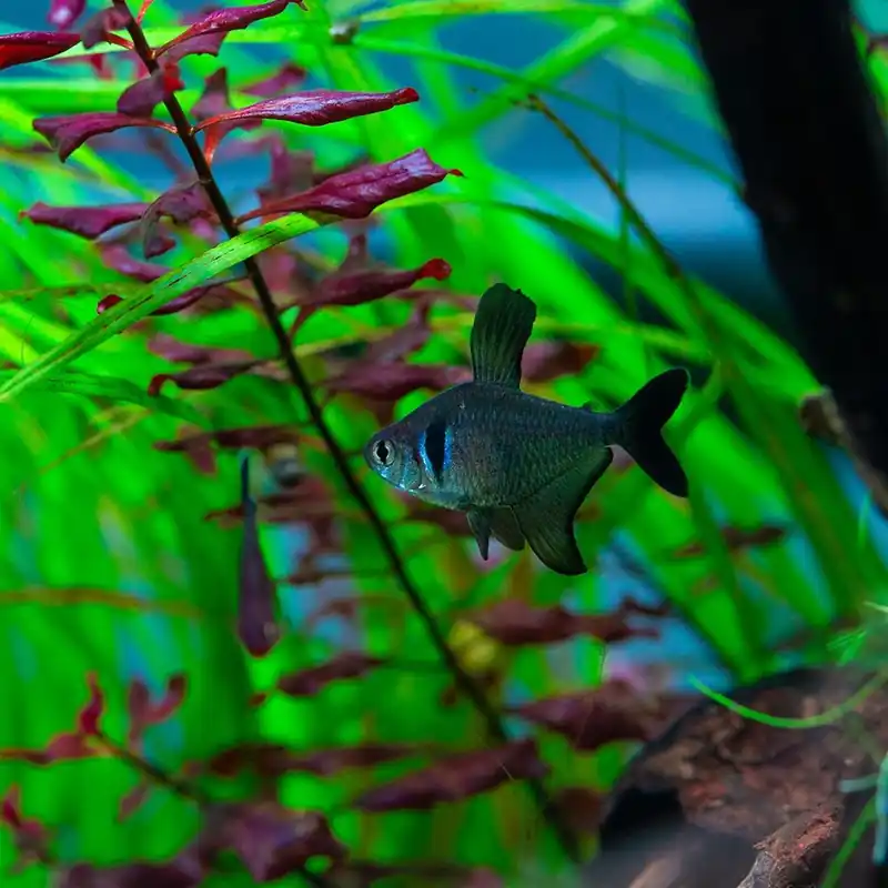 Azonnali szállítás Hal - Fekete fantomlazac - Hyphessobrycon megalopterus