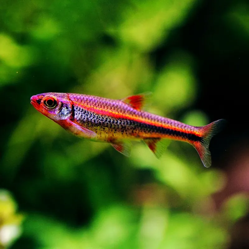 Utolsó esély Hal - Szivárványos cselle - Notropis chrosomus