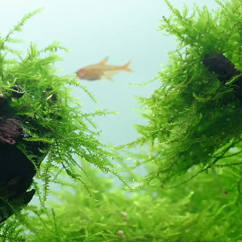 Különleges ajánlat Tropica növény - Taxiphyllum barbieri Vesicularia Bogor Moss - zselés