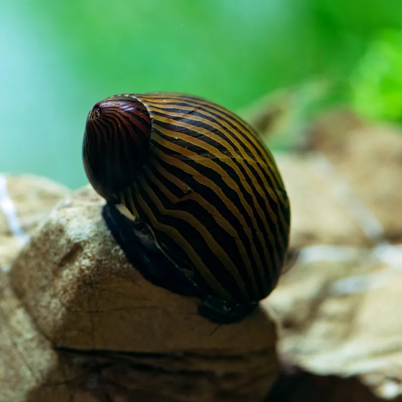 Ajánlat Csiga - Zebracsiga - Neritina natalensis zebra