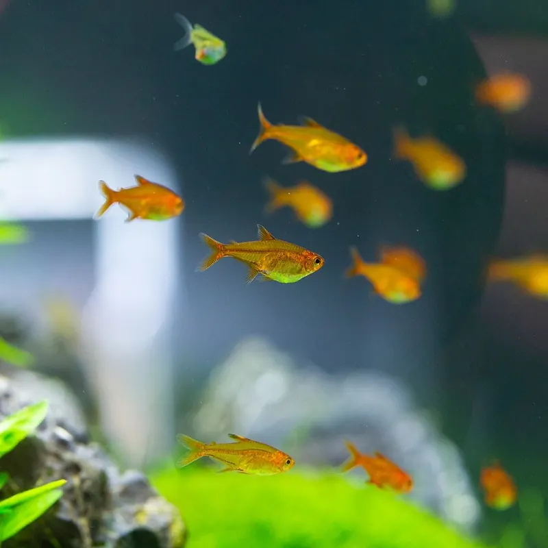 Hal - Amanda lazac - Hyphessobrycon amandae Gyors szállítás