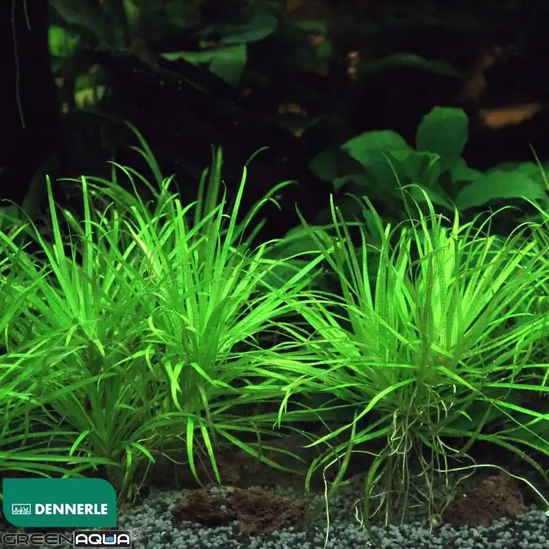Dennerle Plants növény - Blyxa japonica Ne maradj le