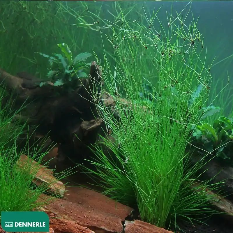 Dennerle Plants növény - Eleocharis vivipara Olcsó