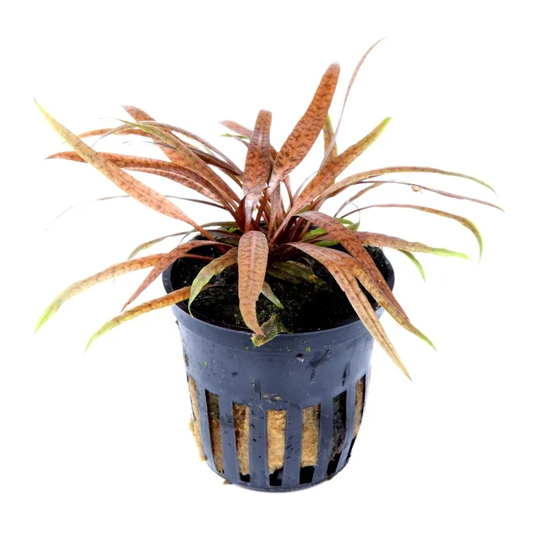 Korlátozott ajánlat Tropica növény - Cryptocoryne albida Brown