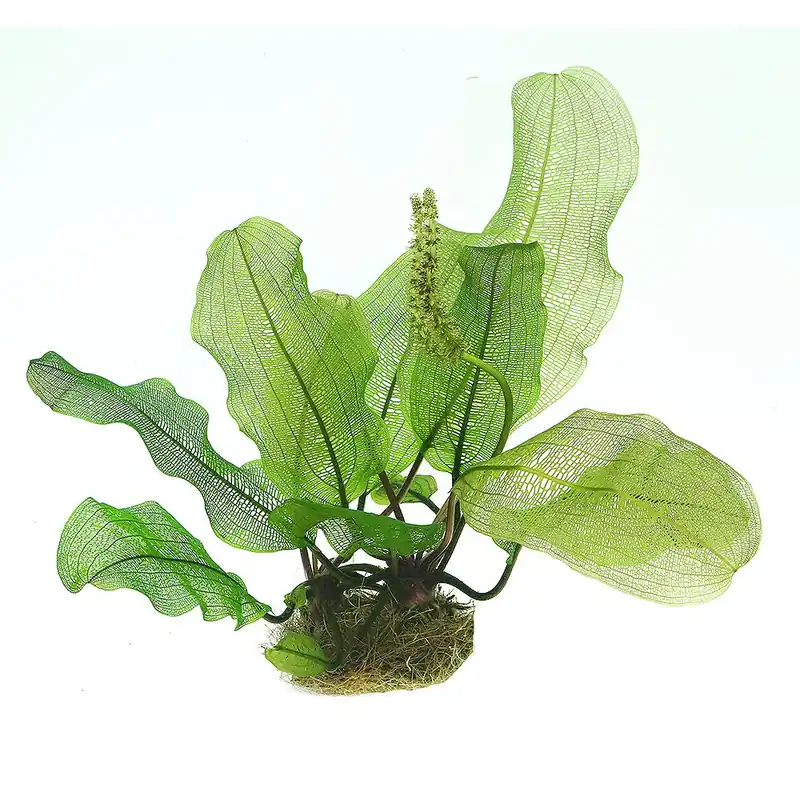 Dennerle Plants növény - Aponogeton madagascariensis Szuper akció