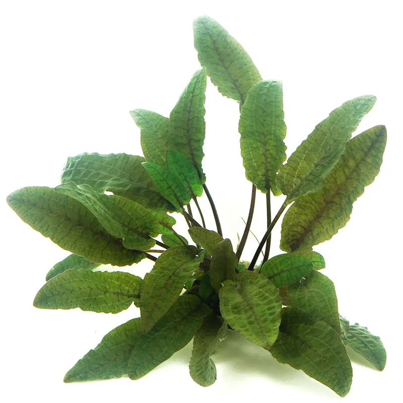 Dennerle Plants növény - Cryptocoryne wendtii Brown Korlátozott ajánlat