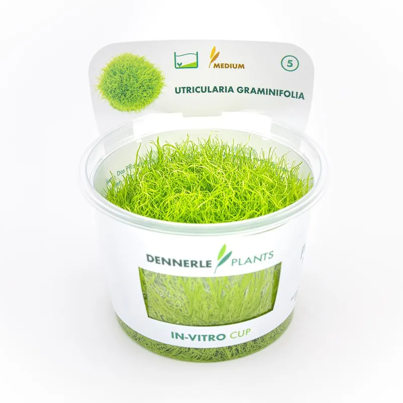 Outlet Dennerle Plants növény - Utricularia graminifolia - zselés