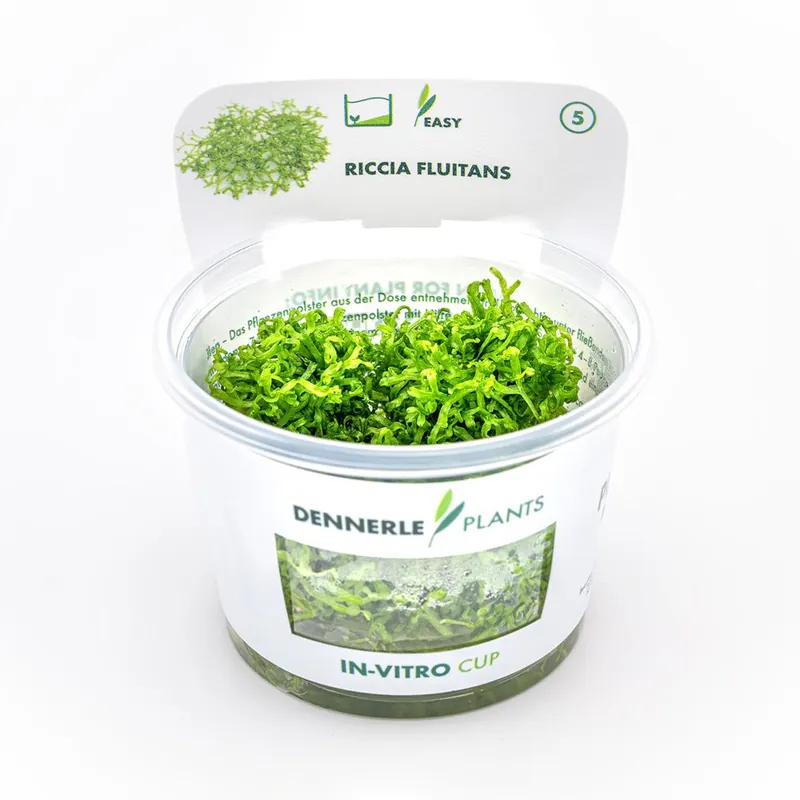 Dennerle Plants növény - Riccia fluitans Moss - zselés Biztonságos fizetés