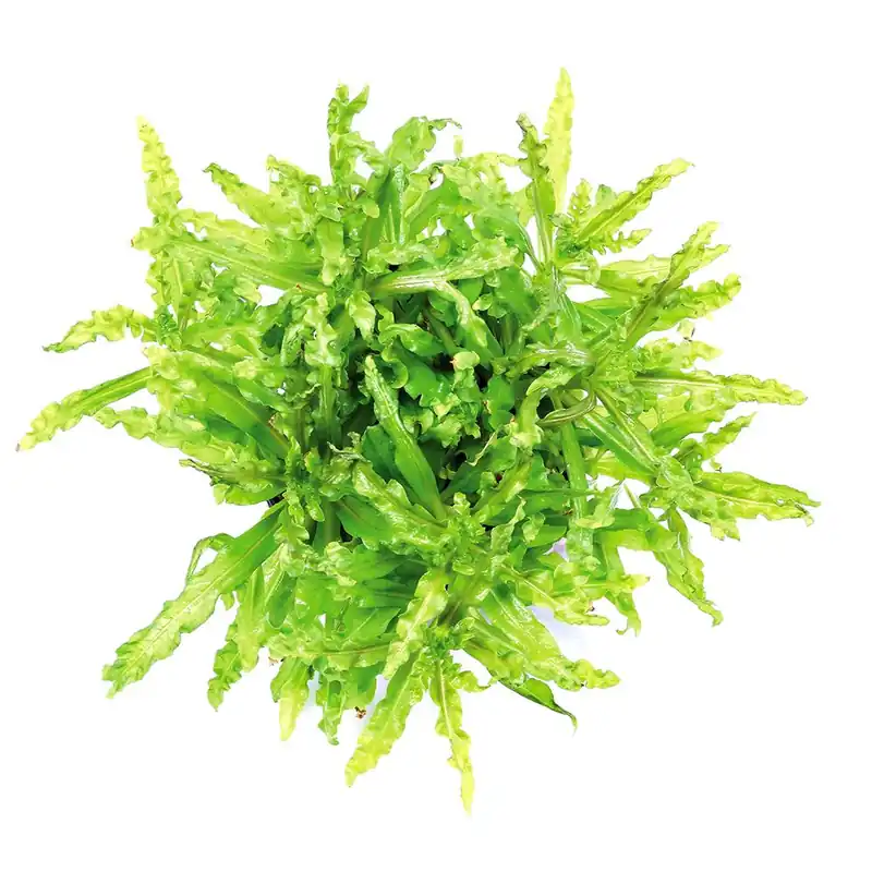 Akciós ár Dennerle Plants növény - Pogostemon helferi