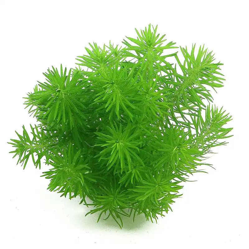 Dennerle Plants növény - Pogostemon erectus deccanensis Csak ma