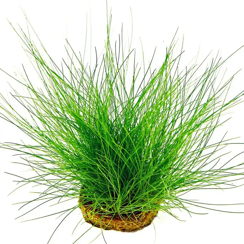Dennerle Plants növény - Eleocharis acicularis Gyors kiszállítás