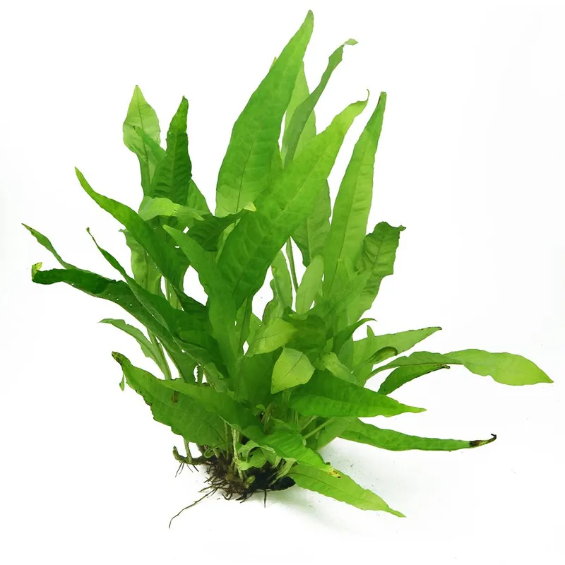 Alacsony ár Dennerle Plants növény - Microsorum pteropus
