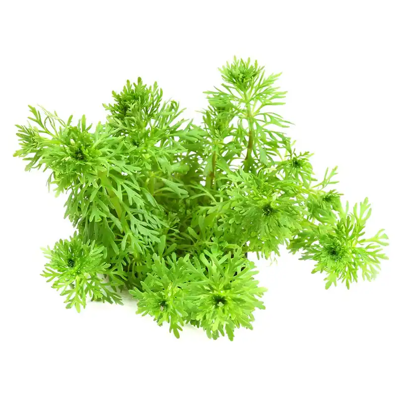 Dennerle Plants növény - Limnophila sessiliflora Biztonságos vásárlás