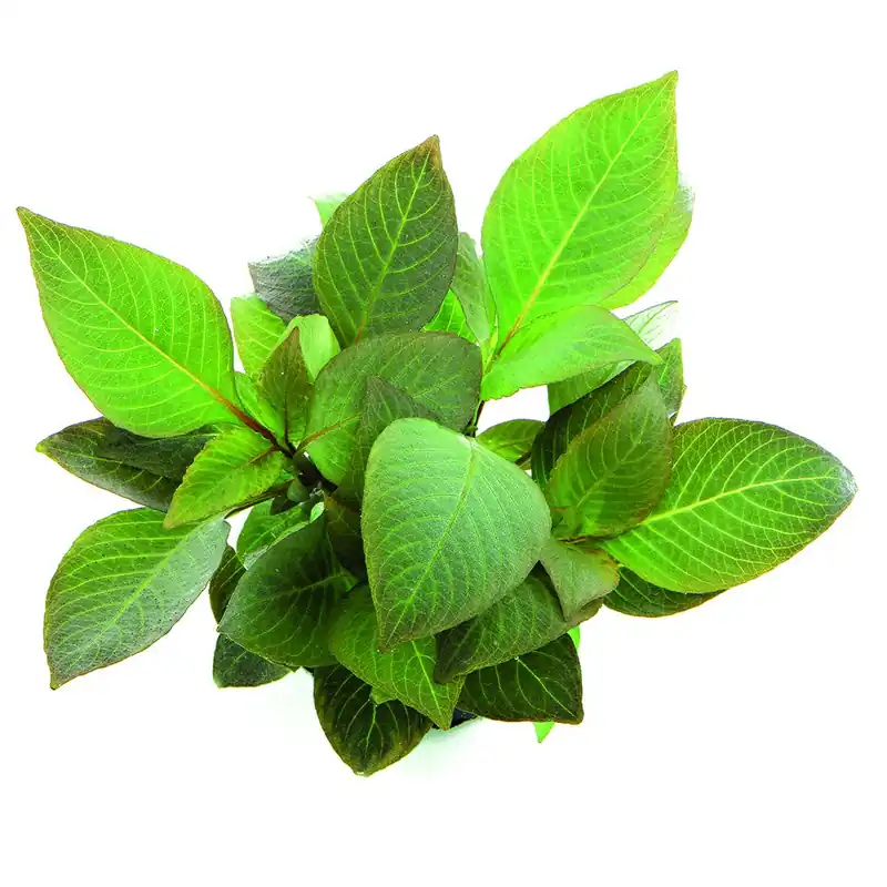Dennerle Plants növény - Hygrophila corymbosa Kompakt Ne maradj le