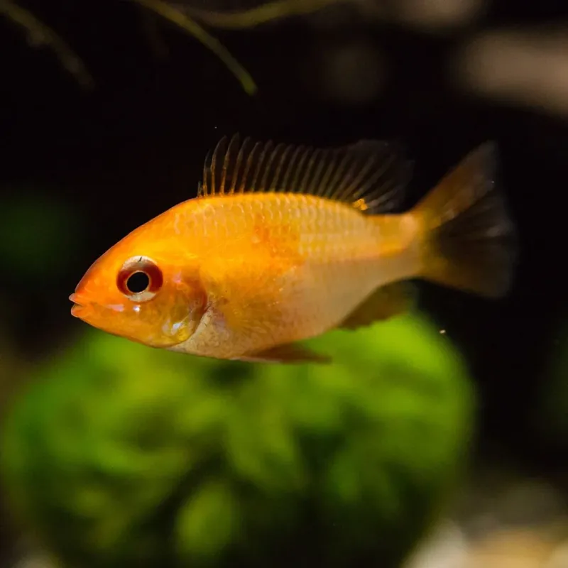 Hal - Arany pillangó törpesügér - Mikrogeophagus ramirezi sp. yellow Szuper akció