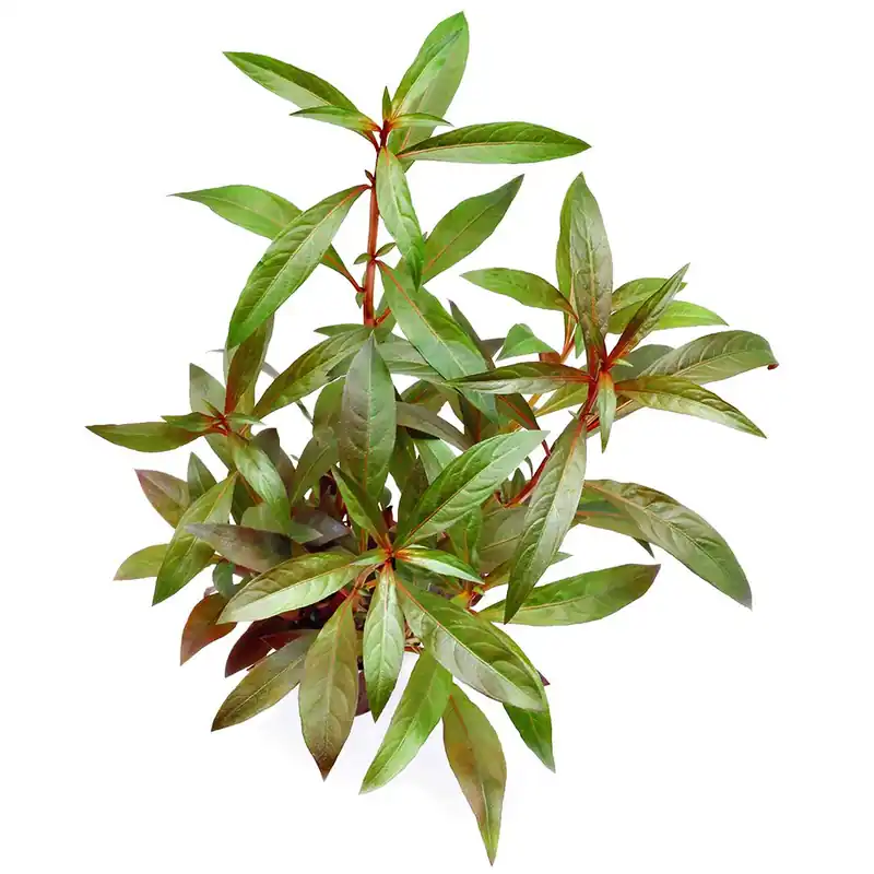 Olcsó Dennerle Plants növény - Ludwigia glandulosa
