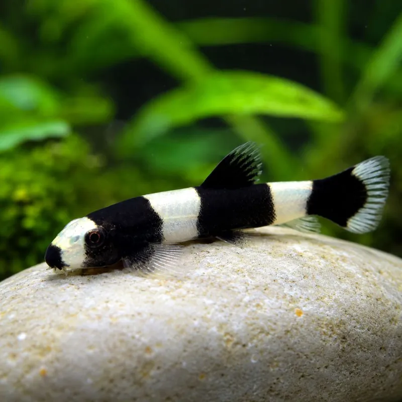Legjobb ár Hal - Csíkhal - Panda csík (Yaoshania pachychilus)