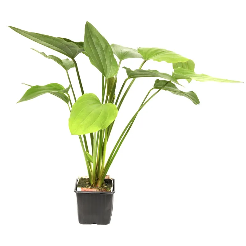 Tropica növény - Echinodorus palaefolius XL Gyors szállítás