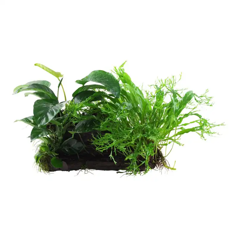 Ajánlat Tropica növény - Microsorum and Anubias rooted XL - Mangrove fán