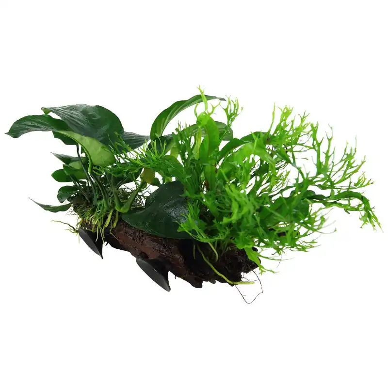 Alacsony ár Tropica növény - Microsorum sp. Grown XL - Mangrove fán tapadókoronggal