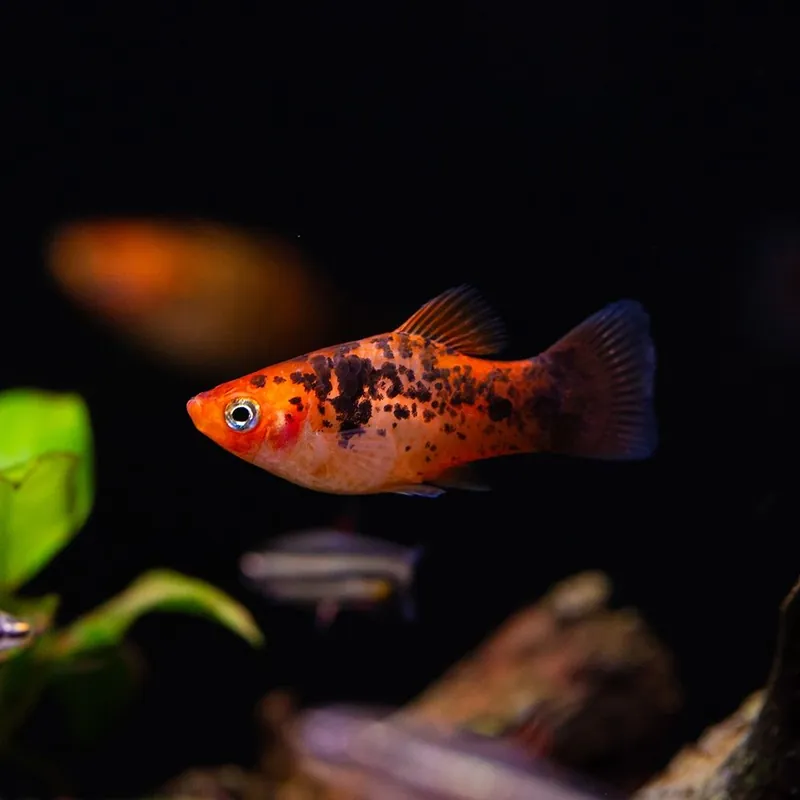 Hal - Platti - Xiphophorus maculatus Vedd meg online