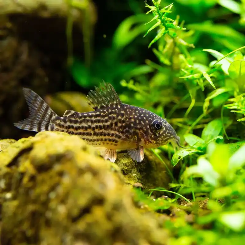 Akciós ár Hal - Narancsúszójú páncélosharcsa - Corydoras sterbai