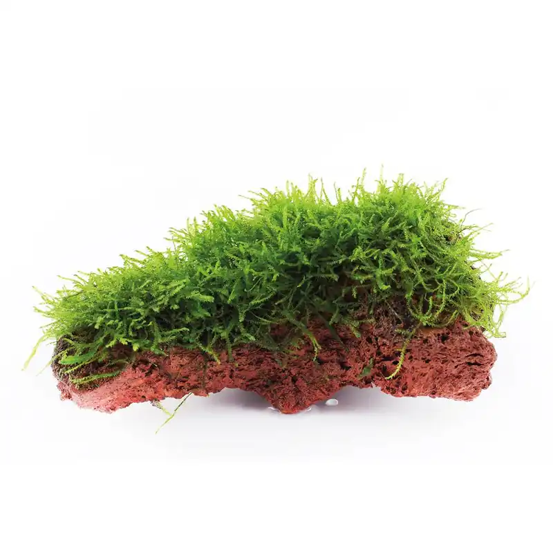 Tropica növény - Taxiphyllum barbieri - lávakövön Szezonális akció