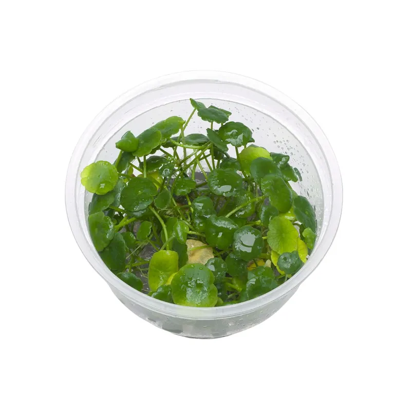 ADA növény - Hydrocotyle verticillata S - zselés Outlet