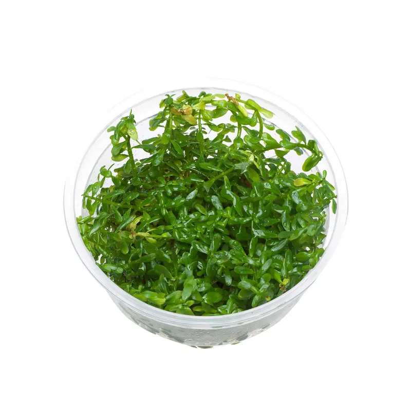 ADA növény - Rotala rotundifoliagreen S - zselés Nézd meg most