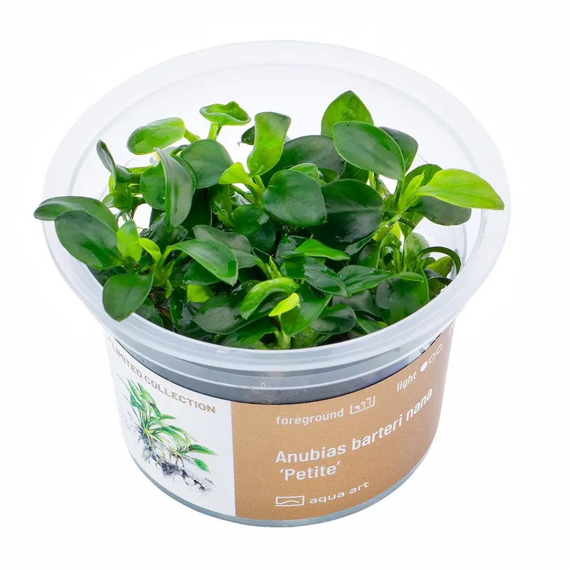 Aqua Art növény - Anubias barteri nana Petite - zselés Legkelendőbb