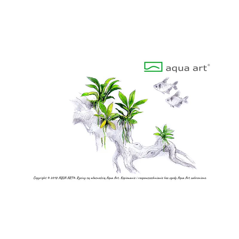 Aqua Art növény - Anubias sp. Pangolino - zselés Gyors kiszállítás