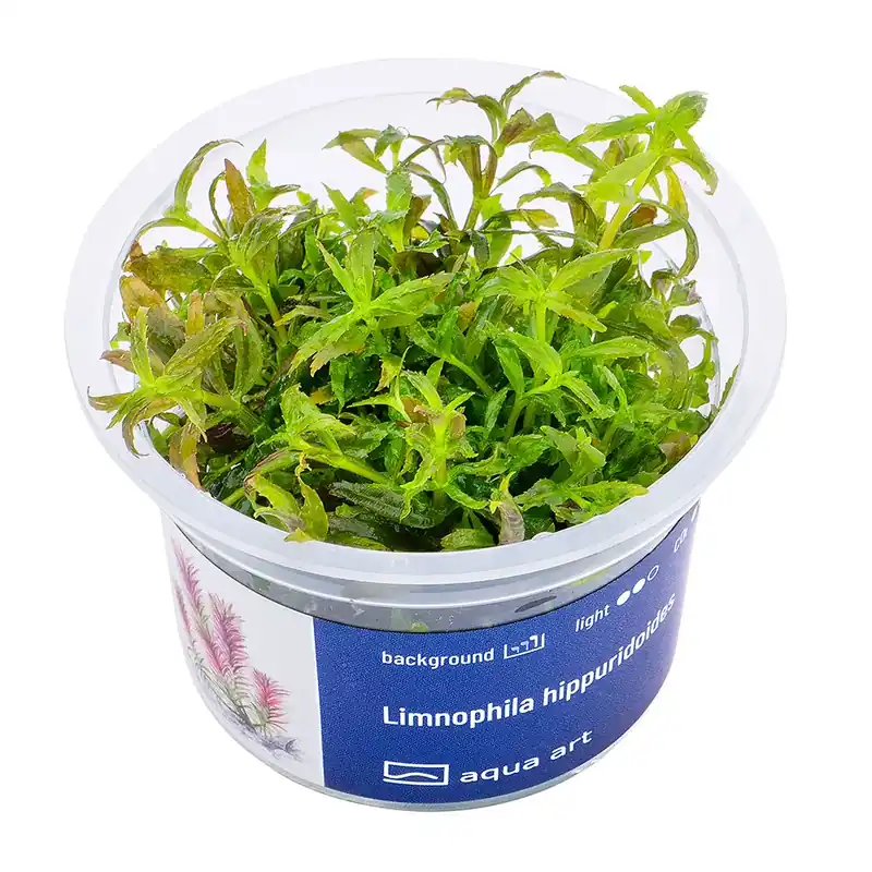 Szezonális akció Aqua Art növény - Limnophila hippuridoides - zselés