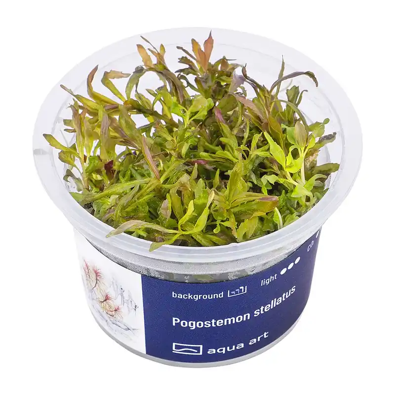 Különleges ajánlat Aqua Art növény - Pogostemon stellatus - zselés