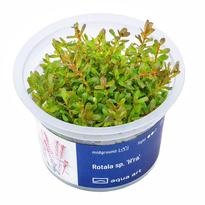 Aqua Art növény - Rotala sp. Hra - zselés Rendeld meg most